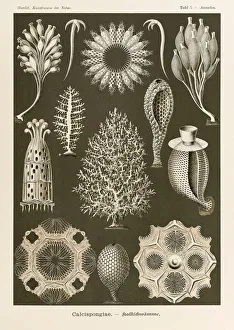 Plate 5 Ascandra Calcispongiae from Kunstformen der Natur (Art Forms in Nature) illustrated by Ernst Haeckel (1834-1919) Plate 5 Ascandra Calcispongiae from Kunstformen der Natur (Art Forms in Nature) illustrated by Ernst Haeckel (1834-1919)
