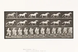 Plate 596. Trotting; Free; Light-Gray Horse Eagle, 1885 (collotype on paper) Plate 596. Trotting; Free; Light-Gray Horse Eagle, 1885 (collotype on paper)