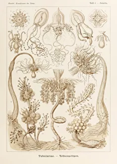 Plate 6 Tubuletta Tubulariae from Kunstformen der Natur (Art Forms in Nature) illustrated by Ernst Haeckel (1834-1919) Plate 6 Tubuletta Tubulariae from Kunstformen der Natur (Art Forms in Nature) illustrated by Ernst Haeckel (1834-1919)