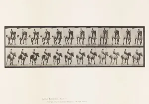 Plate 600. Trotting; Bareback; Dark-Gray Dusel, 1885 (collotype on paper) Plate 600. Trotting; Bareback; Dark-Gray Dusel, 1885 (collotype on paper)