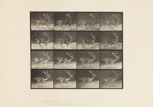Plate 682. Fallow; Buck; A, Trotting; B, Galloping, 1885 (collotype on paper) Plate 682. Fallow; Buck; A, Trotting; B, Galloping, 1885 (collotype on paper)
