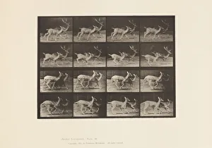 Plate 684. Fallow Deer; A, Buck and Doe; B, Two Does; Trotting, 1885 (collotype on paper) Plate 684. Fallow Deer; A, Buck and Doe; B, Two Does; Trotting, 1885 (collotype on paper)