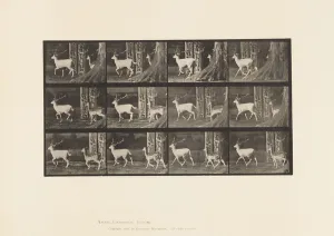 Plate 685. Fallow Deer; Buck and Doe; Trotting, 1885 (collotype on paper) Plate 685. Fallow Deer; Buck and Doe; Trotting, 1885 (collotype on paper)