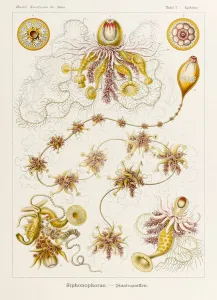 Plate 7 Epibulia Siphonophorae from Kunstformen der Natur (Art Forms in Nature) illustrated by Ernst Haeckel (1834-1919) Plate 7 Epibulia Siphonophorae from Kunstformen der Natur (Art Forms in Nature) illustrated by Ernst Haeckel (1834-1919)