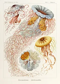 Plate 8 Desmonema Discomedusae from Kunstformen der Natur (Art Forms in Nature) illustrated by Ernst Haeckel (1834-1919) Plate 8 Desmonema Discomedusae from Kunstformen der Natur (Art Forms in Nature) illustrated by Ernst Haeckel (1834-1919)