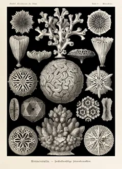Plate 9 Maeandrina Hexacoralla from Kunstformen der Natur (Art Forms in Nature) illustrated by Ernst Haeckel (1834-1919) Plate 9 Maeandrina Hexacoralla from Kunstformen der Natur (Art Forms in Nature) illustrated by Ernst Haeckel (1834-1919)