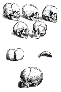 The Plates from the First Book of the De Humani Corporis Fabrica by Andreas Vesalius The Plates from the First Book of the De Humani Corporis Fabrica by Andreas Vesalius