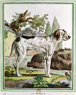 A Pointer, illustration from Histoire Naturelle by Georges Louis Leclerc A Pointer, illustration from Histoire Naturelle by Georges Louis Leclerc