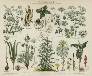 Poisonous plants (colour litho) Poisonous plants (colour litho)