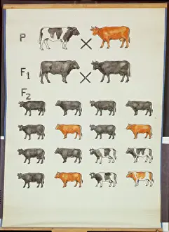 Poster demonstrating Mendel's Law in Cattle (colour litho) Poster demonstrating Mendel's Law in Cattle (colour litho)