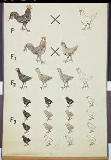 Poster demonstrating Mendel's Law in Chickens (colour litho) Poster demonstrating Mendel's Law in Chickens (colour litho)
