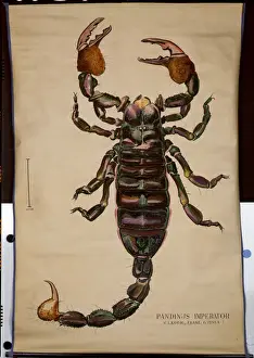 Poster of a Pandinus imperator (colour litho) Poster of a Pandinus imperator (colour litho)