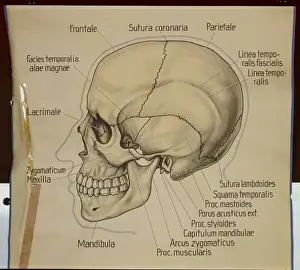 Poster of the side view of a human skull (litho) Poster of the side view of a human skull (litho)