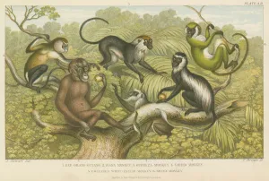 Primates (coloured engraving) Primates (coloured engraving)