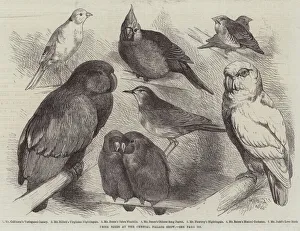 Prize Birds at the Crystal Palace Show (engraving) Prize Birds at the Crystal Palace Show (engraving)