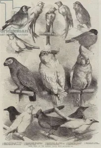 Prize Birds at the Crystal Palace Show (engraving) Prize Birds at the Crystal Palace Show (engraving)