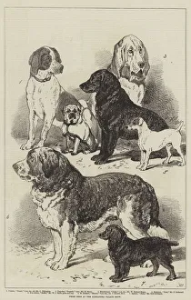 Prize Dogs at the Alexandra Palace Show (litho) Prize Dogs at the Alexandra Palace Show (litho)