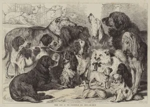 Prize Dogs at the Birmingham Dog Show (engraving) Prize Dogs at the Birmingham Dog Show (engraving)