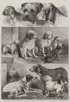 Prize Dogs from the Exhibition of Sporting and other Dogs held Last Week at Birmingham (engraving) Prize Dogs from the Exhibition of Sporting and other Dogs held Last Week at Birmingham (engraving)