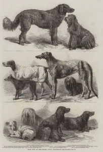 Prize Dogs at the Recent Show, Birmingham (engraving) Prize Dogs at the Recent Show, Birmingham (engraving)