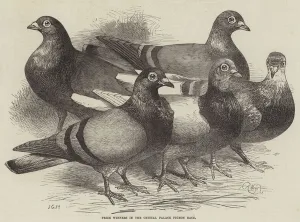 Prize Winners in the Crystal Palace Pigeon Race (engraving) Prize Winners in the Crystal Palace Pigeon Race (engraving)