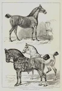Prize Winners at the Hackney Horse Show (litho) Prize Winners at the Hackney Horse Show (litho)