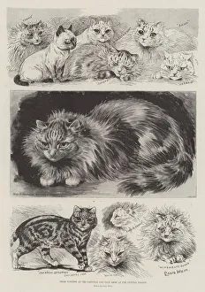 Prize Winners at the National Cat Club Show at the Crystal Palace (engraving) Prize Winners at the National Cat Club Show at the Crystal Palace (engraving)