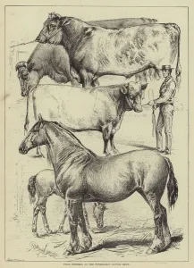 Prize Winners at the Peterborough Cattle Show (engraving) Prize Winners at the Peterborough Cattle Show (engraving)