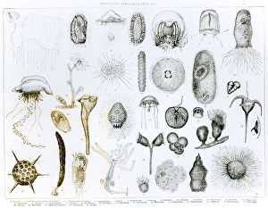 Protozoa and Coelenterata (litho) (b/w photo) Protozoa and Coelenterata (litho) (b/w photo)