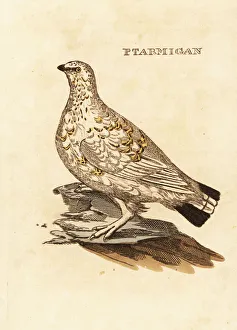 Ptarmigan grouse or white game, Lagopus lagopus Ptarmigan grouse or white game, Lagopus lagopus