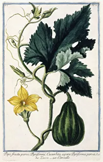A Pumpkin, 1772-1784 (hand-coloured engraving) A Pumpkin, 1772-1784 (hand-coloured engraving)