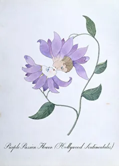 Purples Passion Flower (Hollywood Sentimentalis), illustration from The Bogus Book of Botany by John Weir Purples Passion Flower (Hollywood Sentimentalis), illustration from The Bogus Book of Botany by John Weir