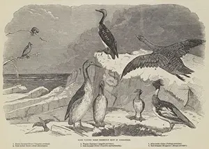 Rare Winter Birds recently shot in Yorkshire (engraving) Rare Winter Birds recently shot in Yorkshire (engraving)