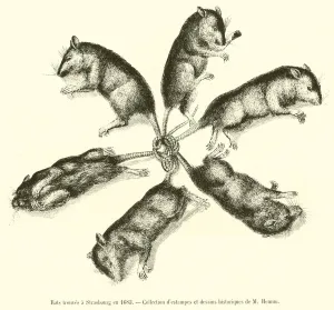 Rats trouves a Strasbourg en 1683 (engraving) Rats trouves a Strasbourg en 1683 (engraving)