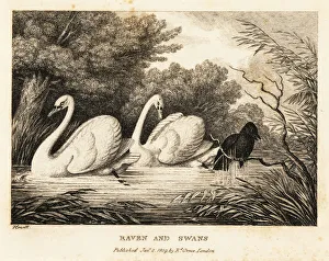 A raven tries to wash to be more like the white swans. 1811 (etching) A raven tries to wash to be more like the white swans. 1811 (etching)
