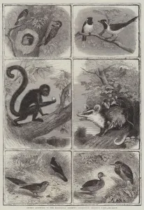 Recent Additions to the Zoological Society's Collection, Regent's Park (engraving) Recent Additions to the Zoological Society's Collection, Regent's Park (engraving)