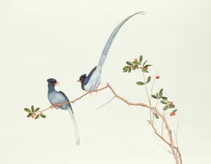Red-billed blue magpies, on a branch with red berries, Ch'ien-lung period (1736-96) Red-billed blue magpies, on a branch with red berries, Ch'ien-lung period (1736-96)