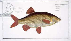 Red Carp (Cyprinus Erithrophthalmus) plate I from Ichthyologie Red Carp (Cyprinus Erithrophthalmus) plate I from Ichthyologie