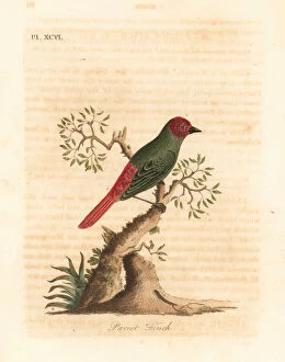 Related Images Collection: Red-throated parrotfinch, Eritrea psittacea (Parrot finch, Fringilla psittacea)
