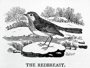 The Redbreast, illustration from The History of British Birds by Thomas Bewick The Redbreast, illustration from The History of British Birds by Thomas Bewick