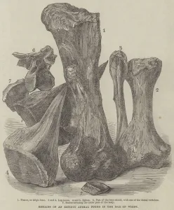Remains of an Extinct Animal found in the Isle of Wight (engraving) Remains of an Extinct Animal found in the Isle of Wight (engraving)