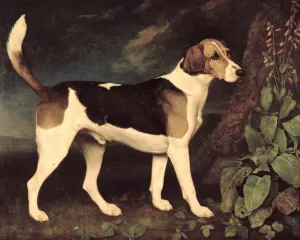 Ringwood, a Brocklesby Foxhound, 1792 (oil on canvas) Ringwood, a Brocklesby Foxhound, 1792 (oil on canvas)