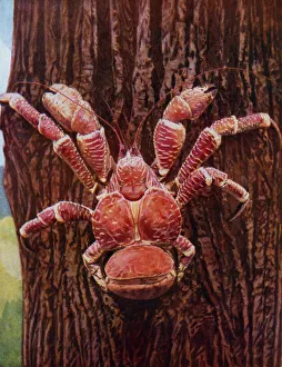 A robber crab climbing a coconut palm, Christmas Island, Indian Ocean (photo) A robber crab climbing a coconut palm, Christmas Island, Indian Ocean (photo)