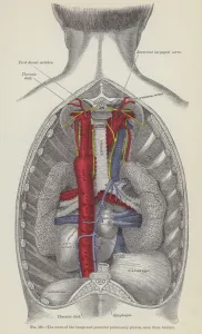 The roots of the lungs and posterior pulmonary plexus, seen from behind (engraving) The roots of the lungs and posterior pulmonary plexus, seen from behind (engraving)
