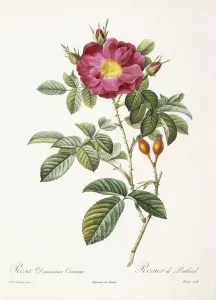 Rosa Damascena Coccina (Portland rose), 1817-1824 (stipple-engraving printed in colours Rosa Damascena Coccina (Portland rose), 1817-1824 (stipple-engraving printed in colours