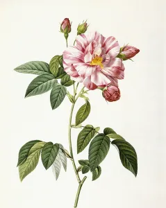 Rosa Gallica Versicolor (Rosa mundi rose), 1817-1824 (stipple-engraving printed in Rosa Gallica Versicolor (Rosa mundi rose), 1817-1824 (stipple-engraving printed in