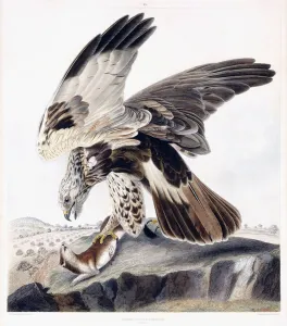 Rough Legged Buzzard (Female), c.1841 (hand-coloured engraving) Rough Legged Buzzard (Female), c.1841 (hand-coloured engraving)