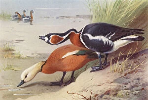 Red Breasted Goose