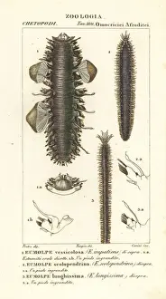 Scaleworms or segmented worms Scaleworms or segmented worms