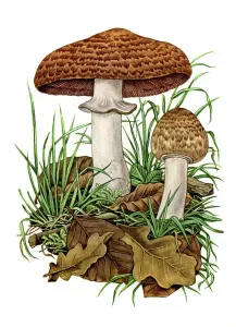 Early 20th Century Botany Prints: Agaricus Silvatica